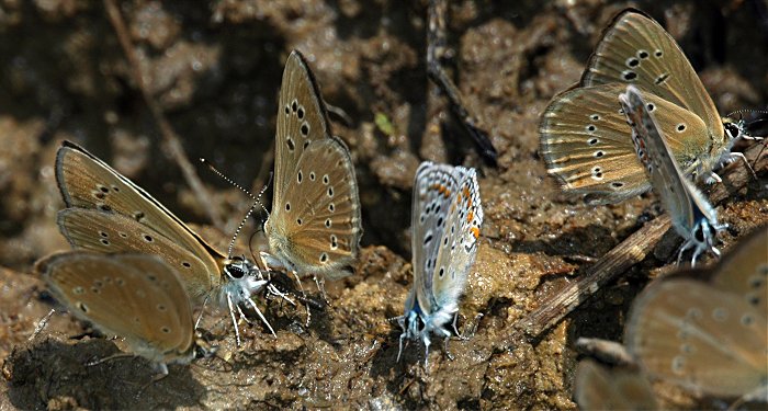 Eublemma ostrina